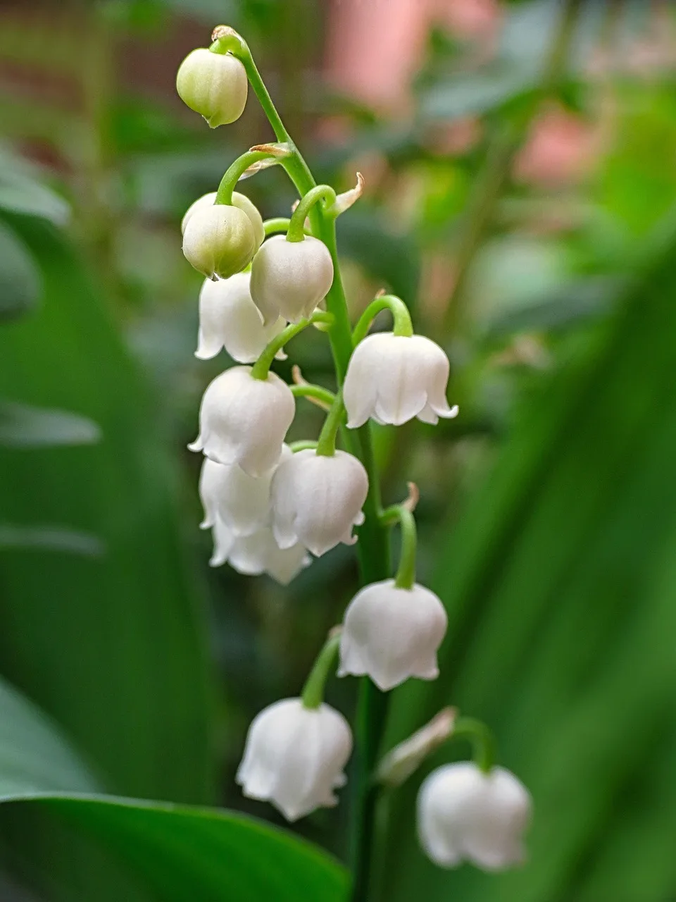 lily of the valley, vas, vit, natur, trädgård, vår
